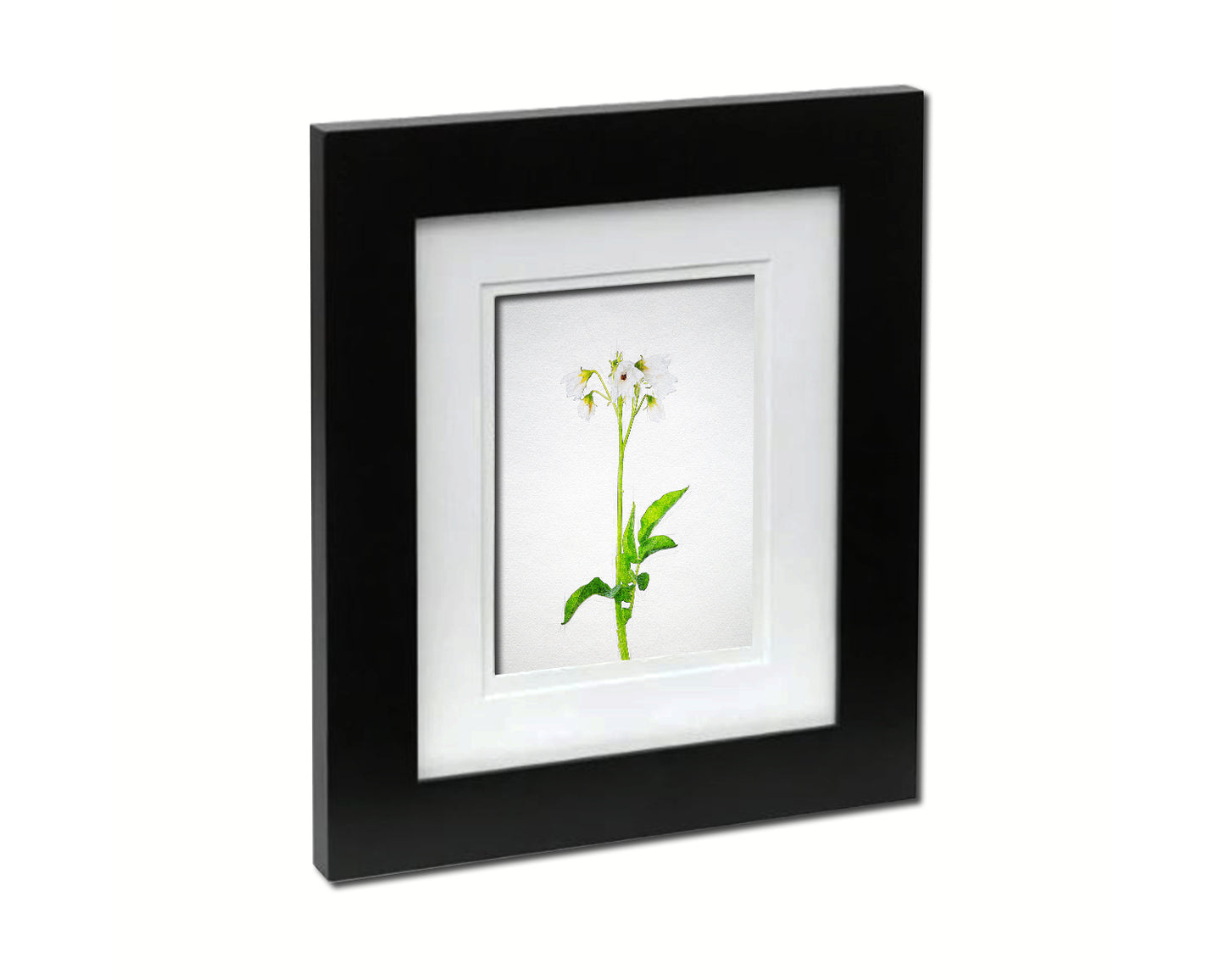 Potato Flowers Sketch Plants Art Wood Framed Print Wall Decor Gifts