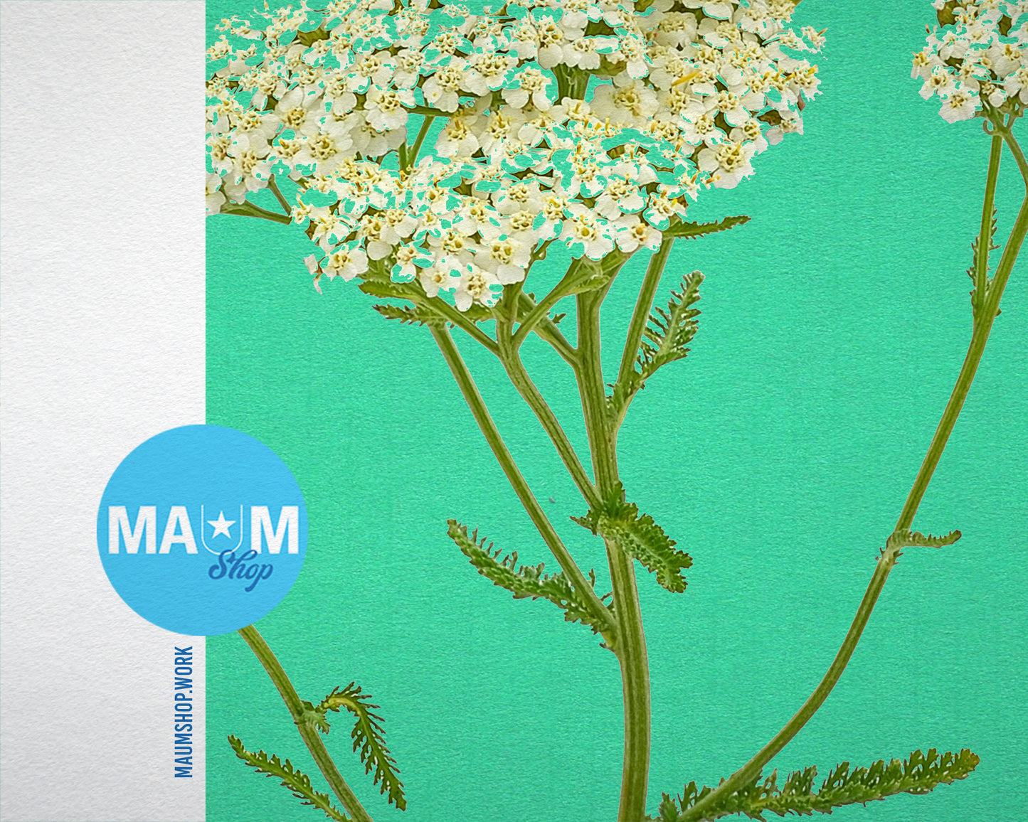 Achillea Millefolium Colorful Plants Art Wood Framed Print Wall Decor Gifts