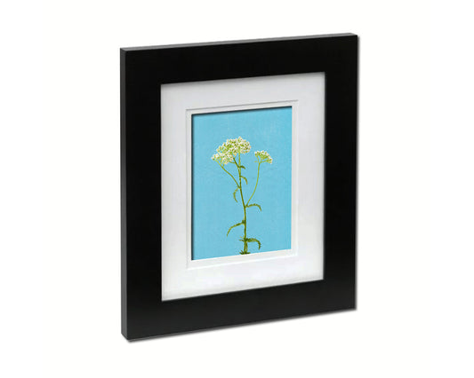 Queen Anne's Lace Colorful Plants Art Wood Framed Print Wall Decor Gifts