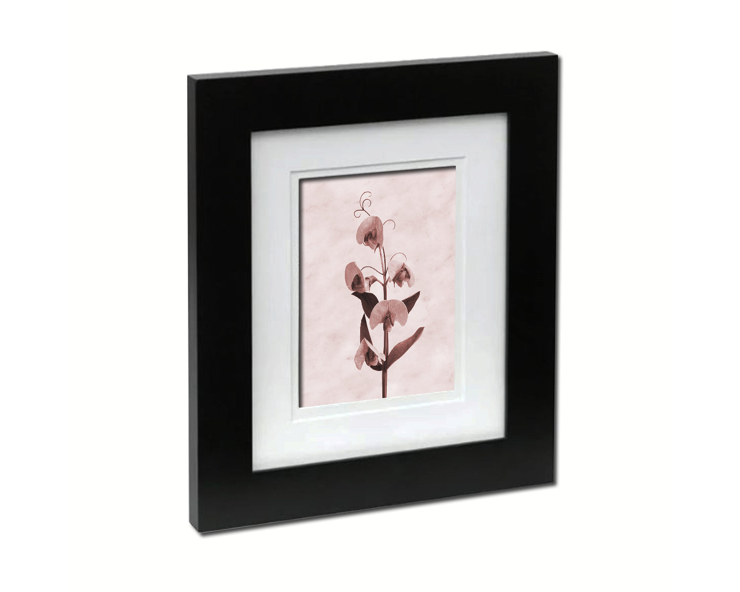 Sweet Pea Sepia Plants Art Wood Framed Print Wall Decor Gifts