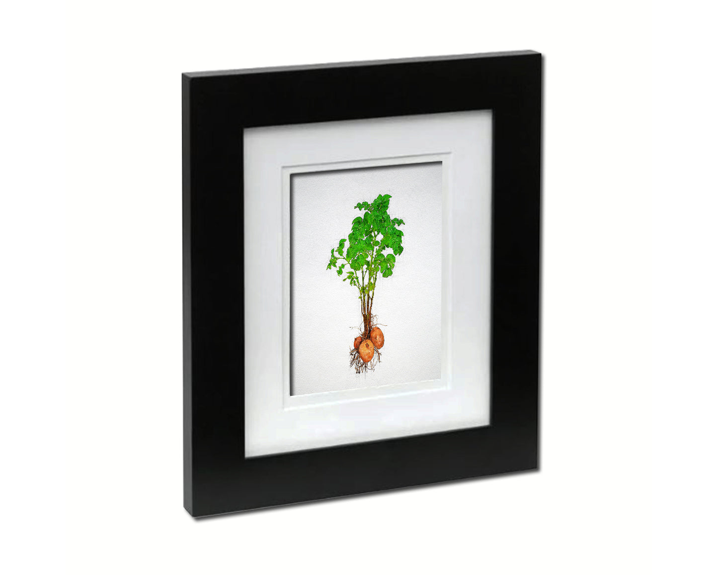 Potato with Tubers Sketch Plants Art Wood Framed Print Wall Decor Gifts