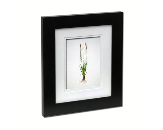 Plantain Plantago Sketch Plants Art Wood Framed Print Wall Decor Gifts