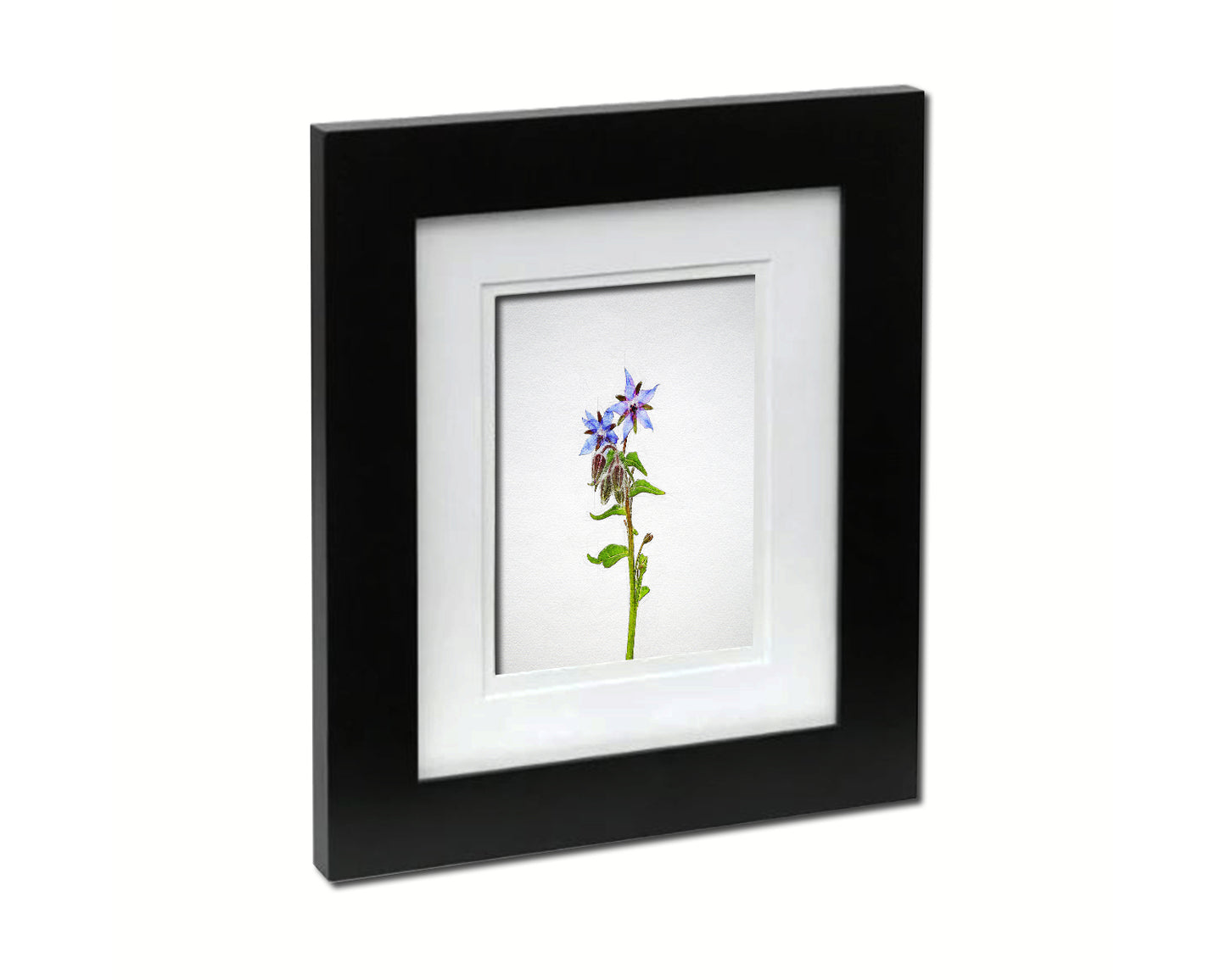 Borage Starflower Borago Officinalis Sketch Plants Art Wood Framed Print Wall Decor Gifts