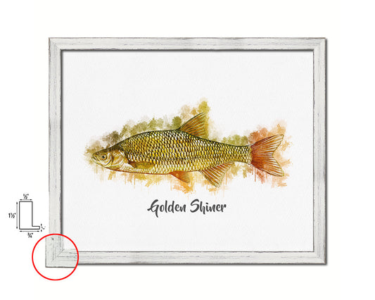 Golden Shiner Fish Framed Prints Modern Restaurant Sushi Bar Watercolor Wall Art Decor