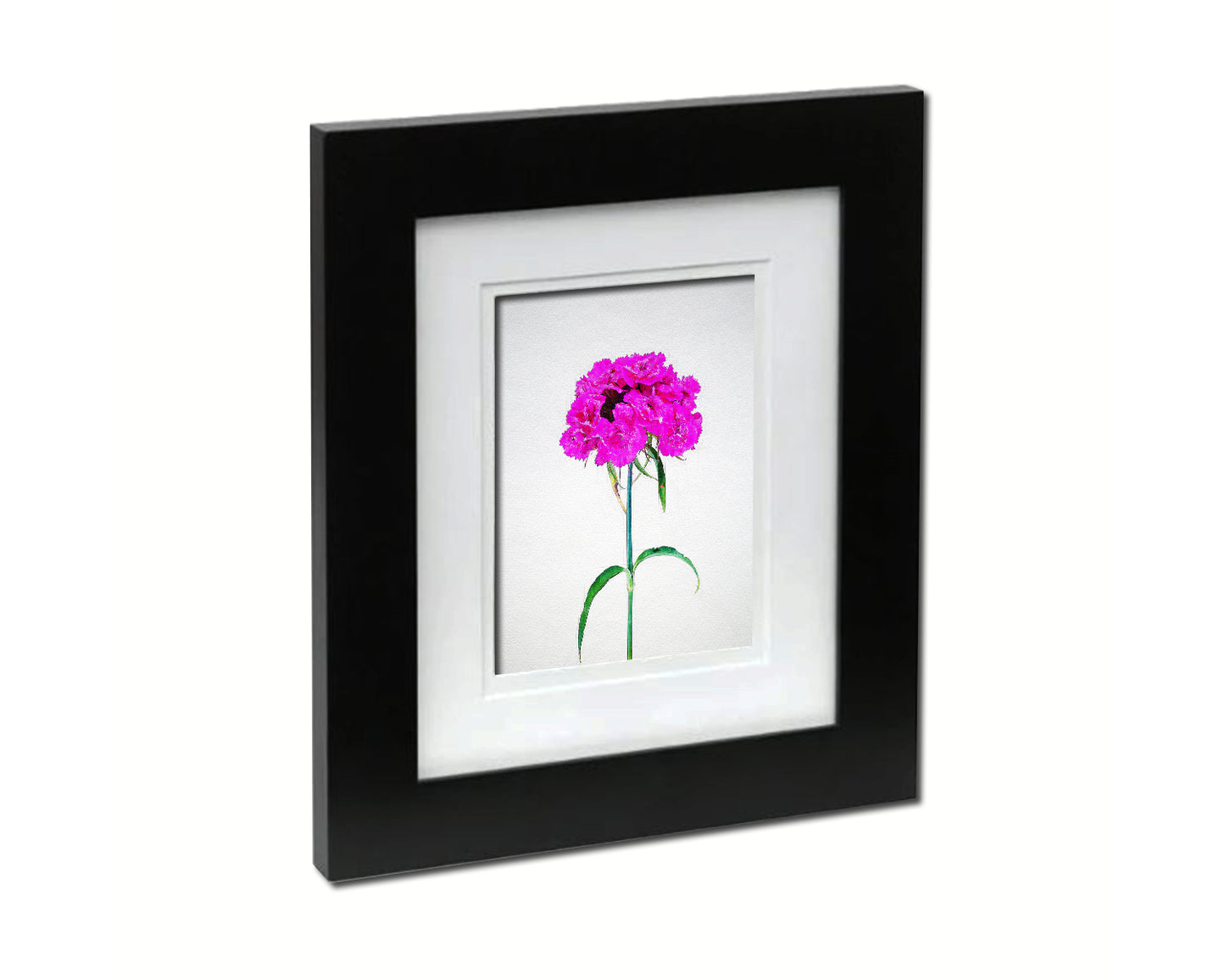 Sweet William Sketch Plants Art Wood Framed Print Wall Decor Gifts