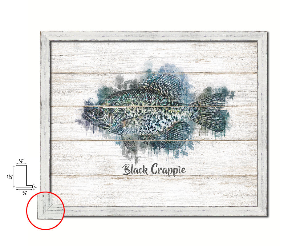 Black Crappie Fish Framed Prints Modern Restaurant Sushi Bar Watercolor Wall Art Decor