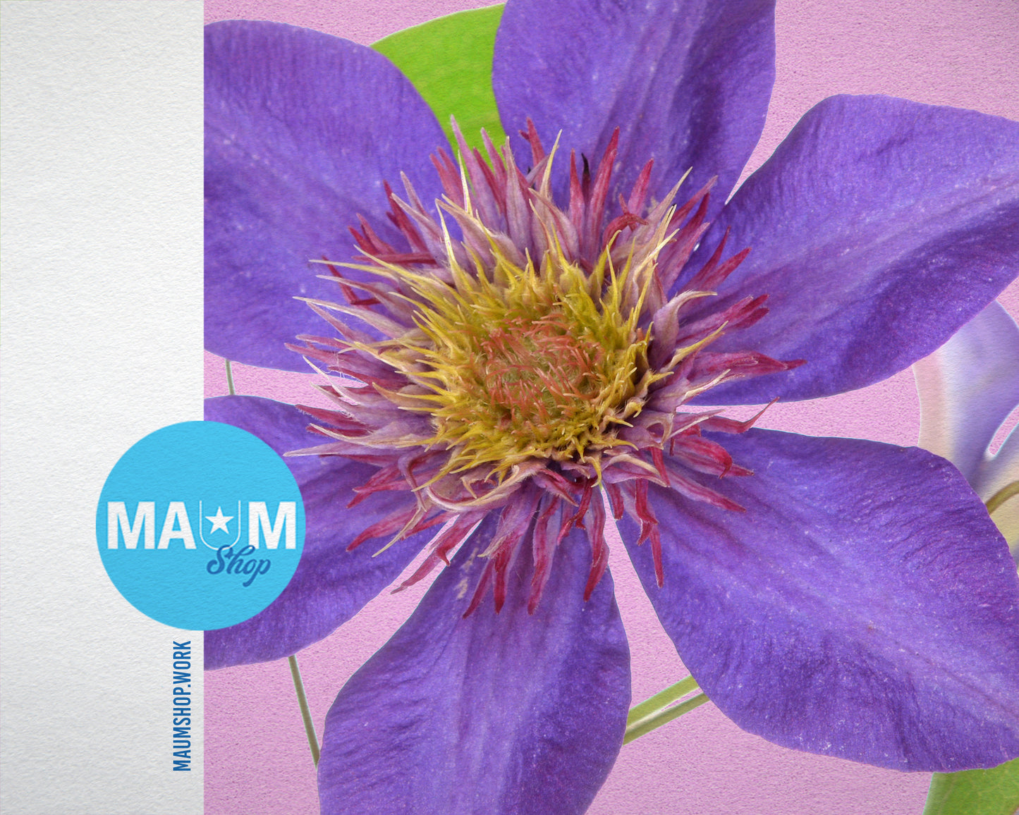 Clematis Colorful Plants Art Wood Framed Print Wall Decor Gifts