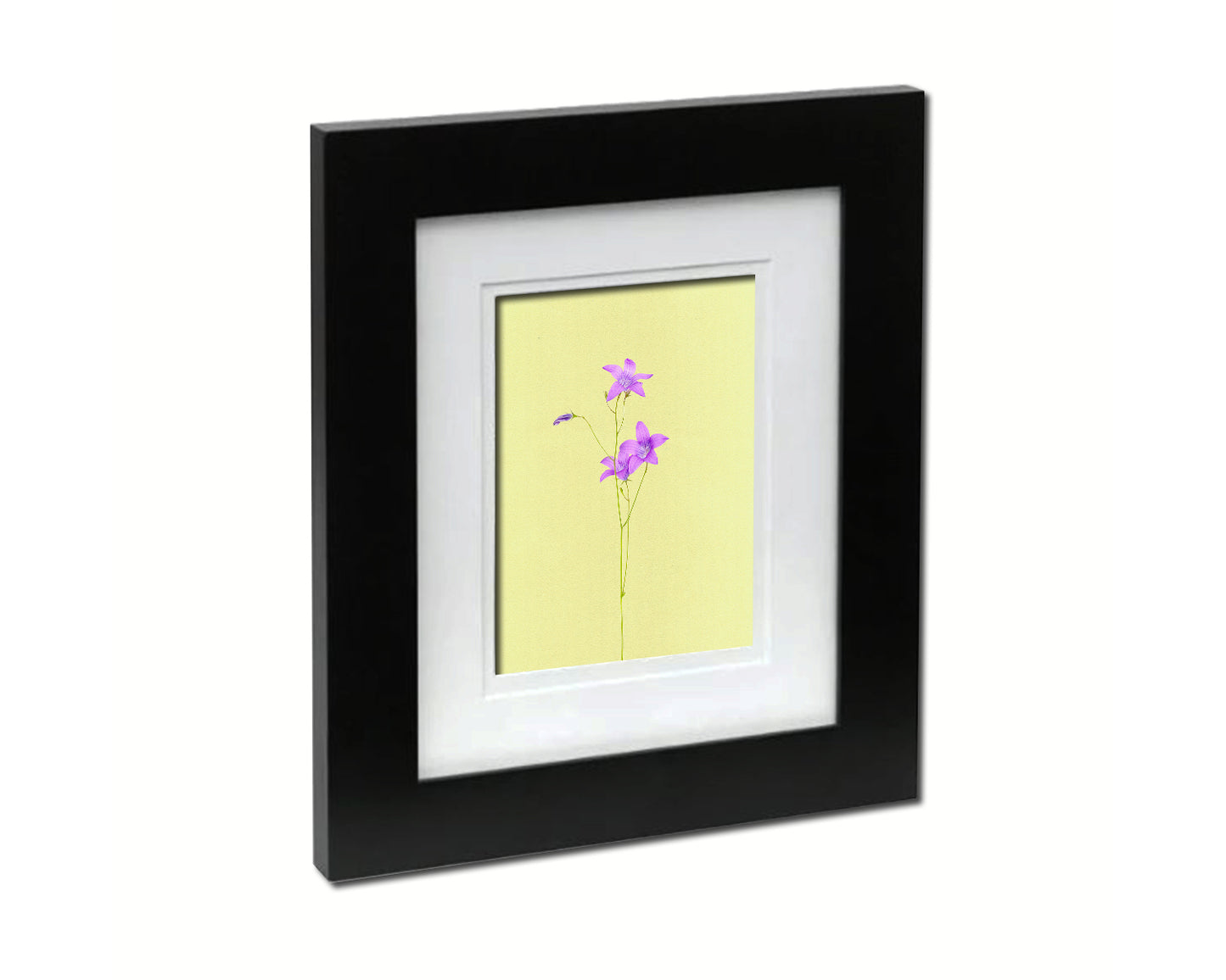 Campanula Colorful Plants Art Wood Framed Print Wall Decor Gifts