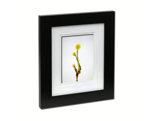 Coltsfoot Medical Tussilago Farfara Sketch Plants Art Wood Framed Print Wall Decor Gifts