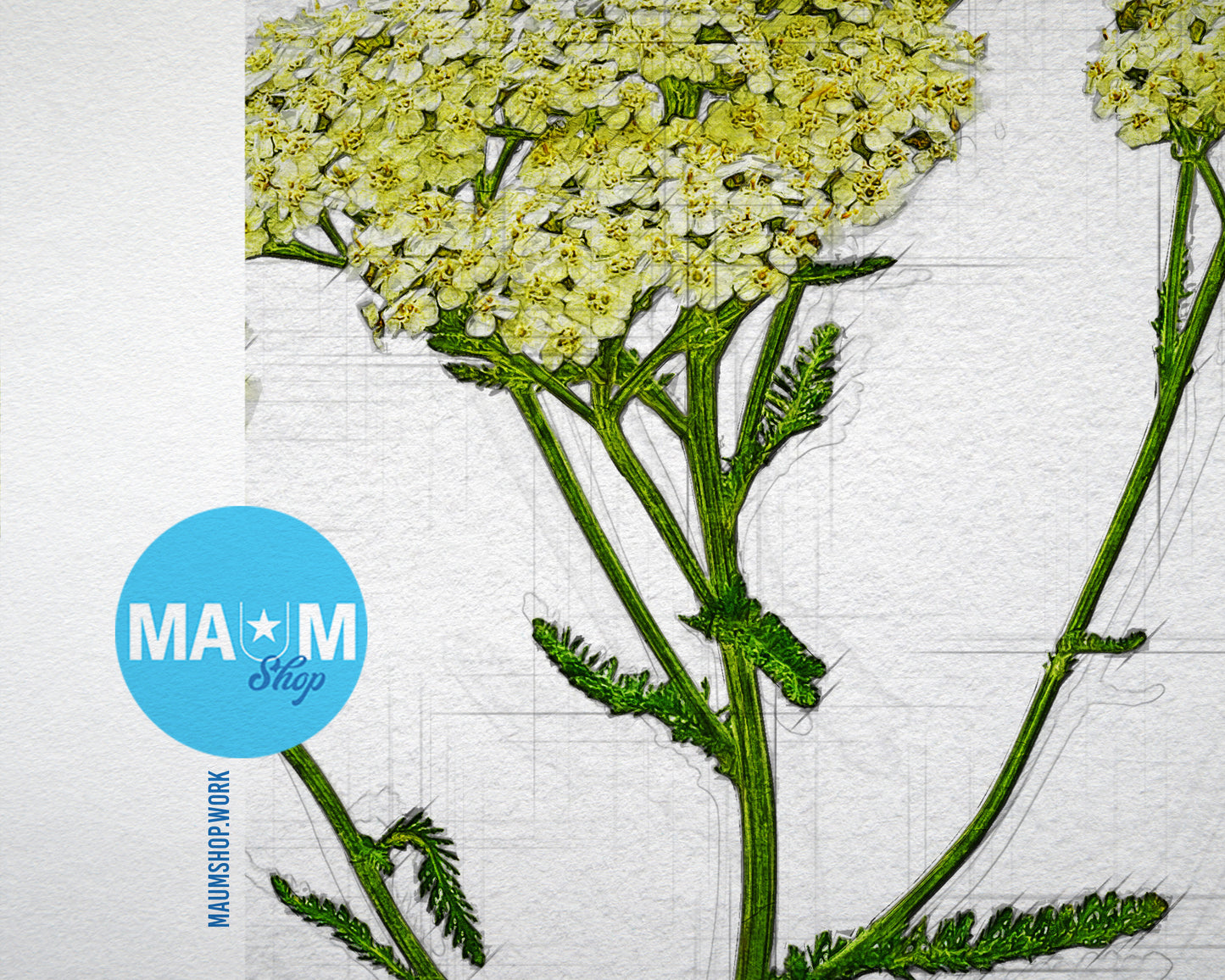 Achillea Millefolium Sketch Plants Art Wood Framed Print Wall Decor Gifts