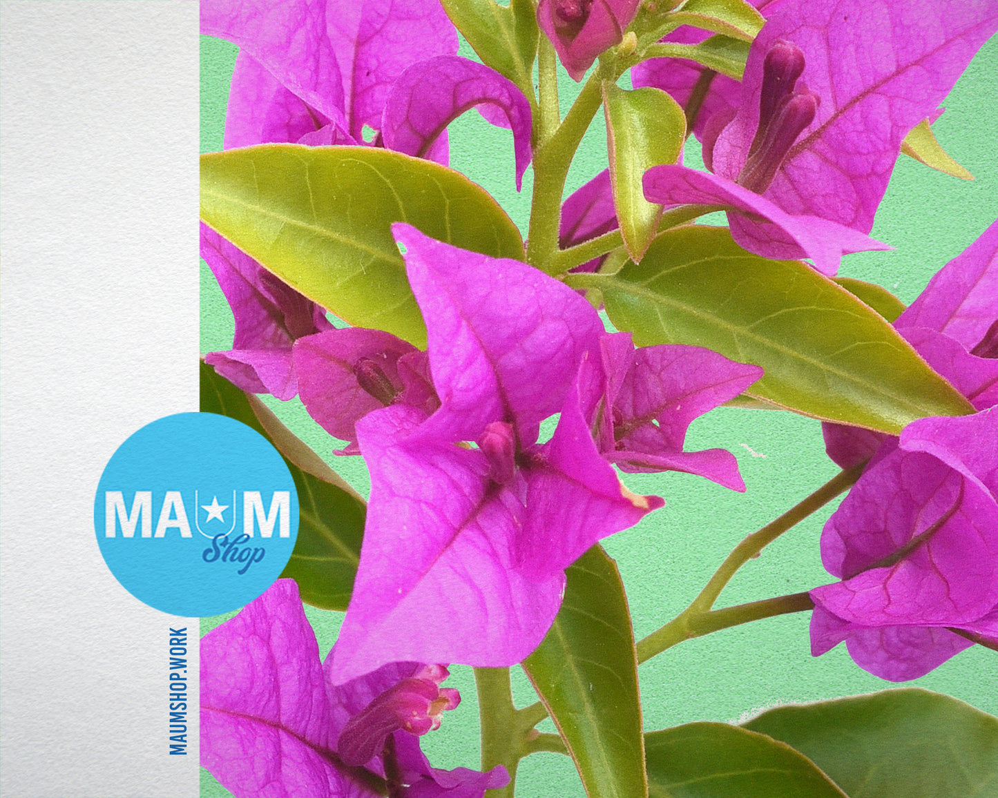 Bougainvillea Glabra Spectabilis Colorful Plants Art Wood Framed Print Wall Decor Gifts