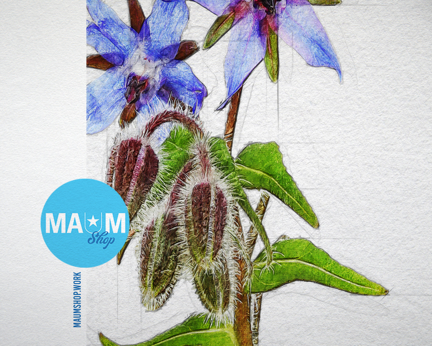 Borage Starflower Borago Officinalis Sketch Plants Art Wood Framed Print Wall Decor Gifts