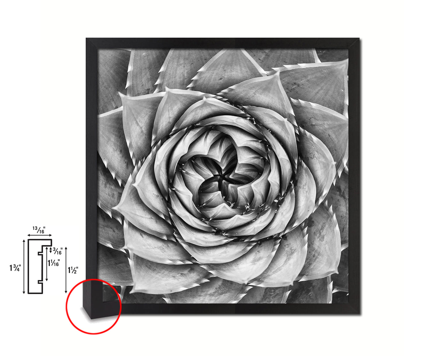 Aloe Succulent African B &W Leaves Spiral Plant Wood Framed Print Decor Wall Art Gifts