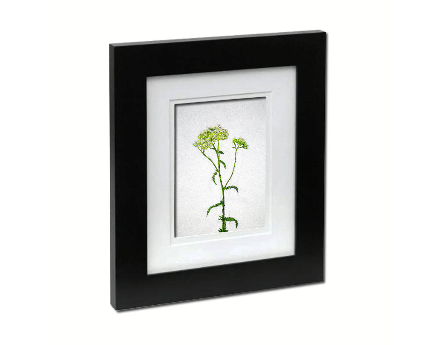 Queen Anne's Lace Sketch Plants Art Wood Framed Print Wall Decor Gifts