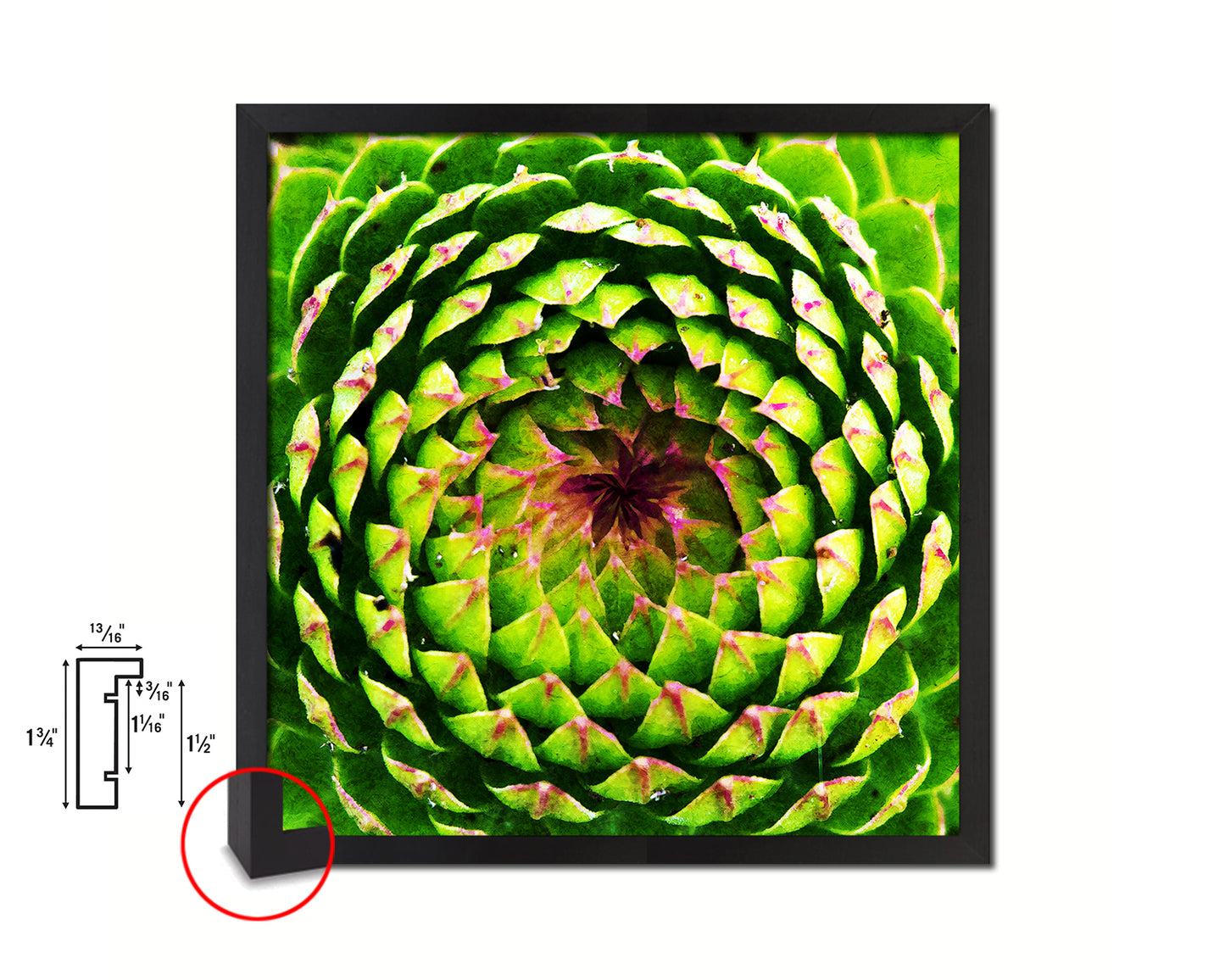 Opening Thistle Evergreen Succulent Leaves Spiral Plant Wood Framed Print Decor Wall Art Gifts