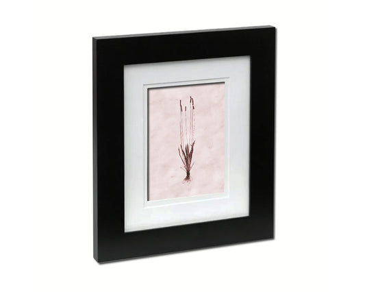 Plantain Plantago Sepia Plants Art Wood Framed Print Wall Decor Gifts