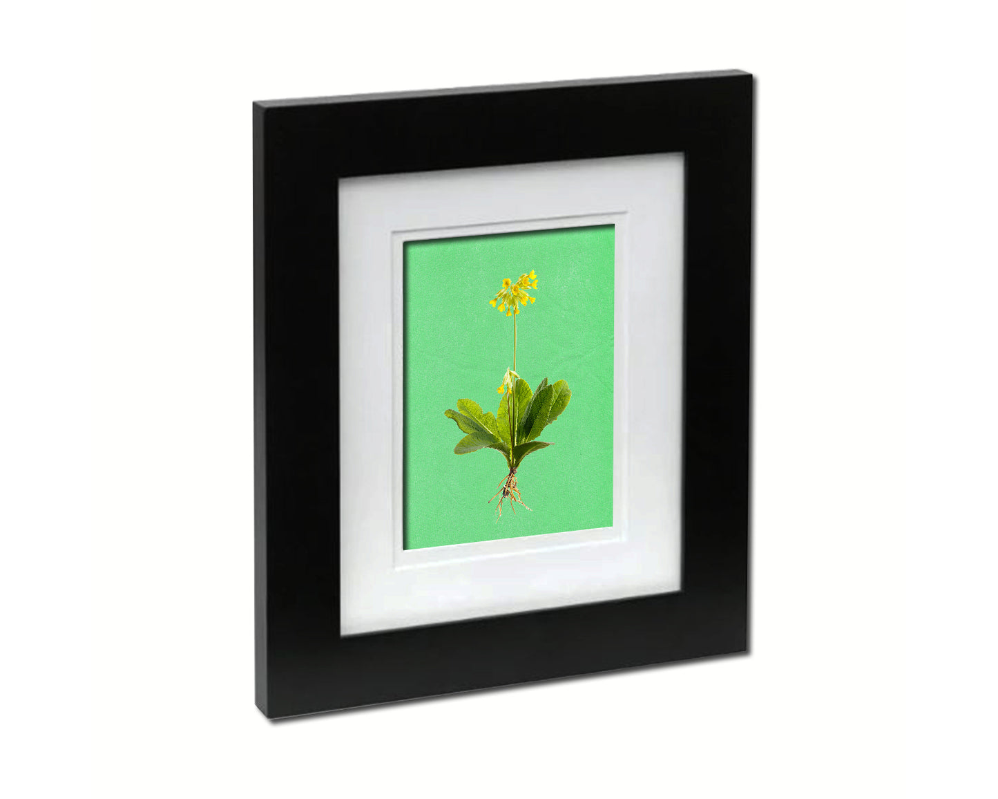 Primrose Colorful Plants Art Wood Framed Print Wall Decor Gifts