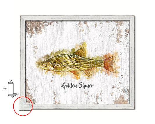 Golden Shiner Fish Framed Prints Modern Restaurant Sushi Bar Watercolor Wall Art Decor