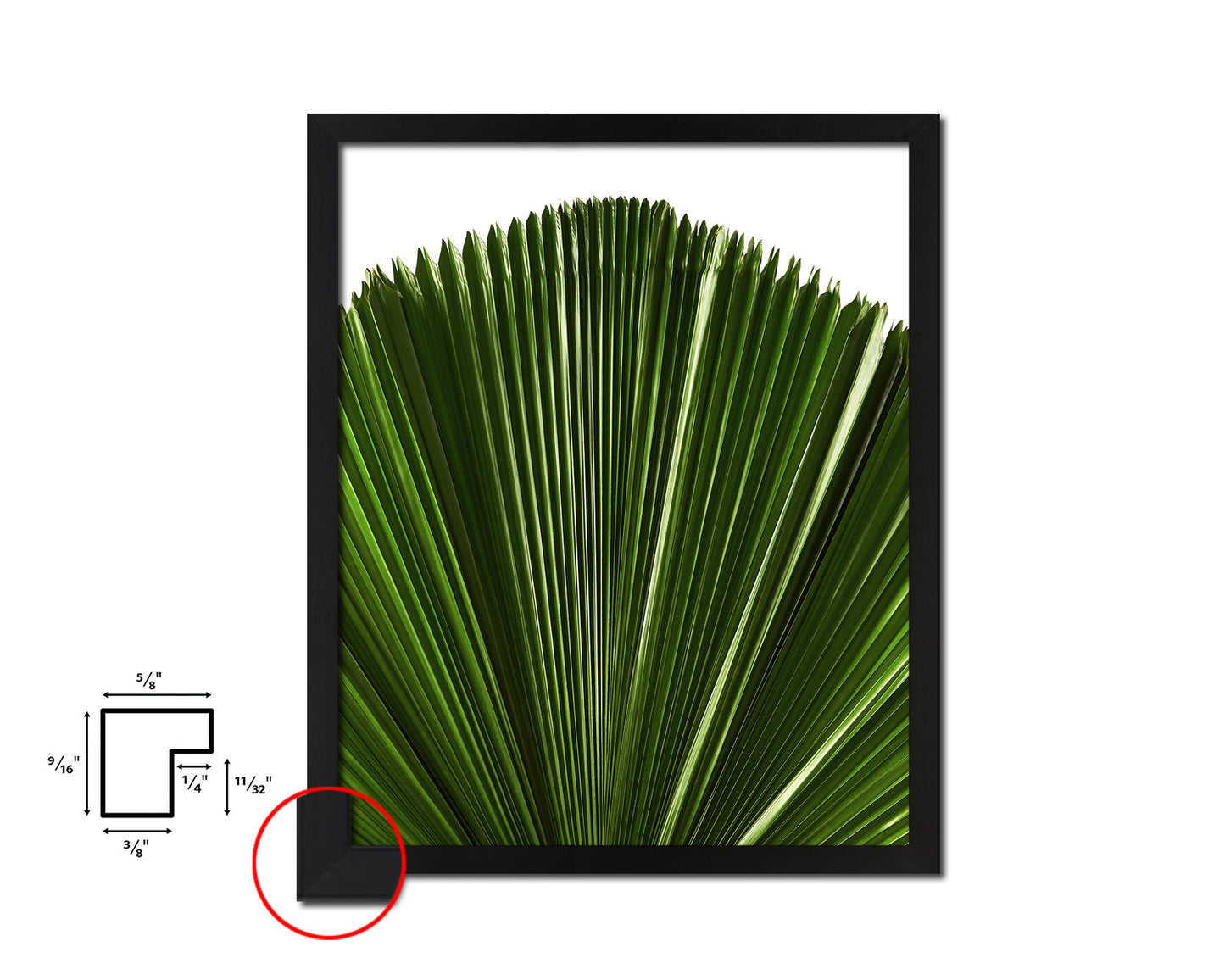 Licuala Grandis, Ruffled Fan Palm Tropical Leaf Framed Print Home Decor Wall Art Gifts